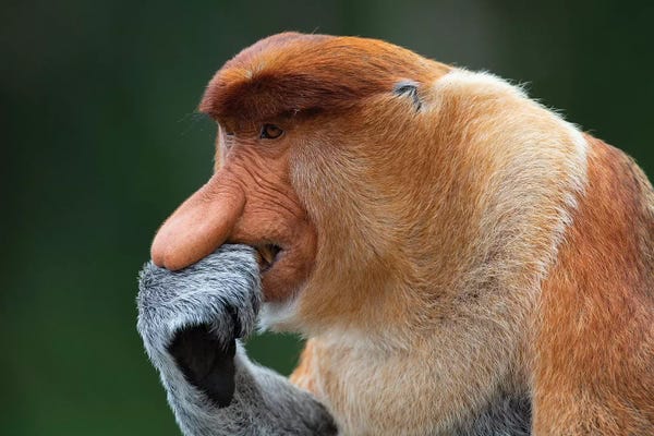 Mogens Trolle: Proboscis Monkey The Thinker by Mogens Trolle
