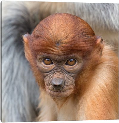 Proboscis Monkey Young Canvas Art Print - Primate Art