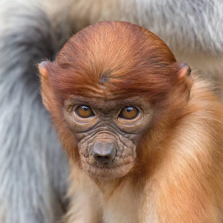 Proboscis Monkey Young