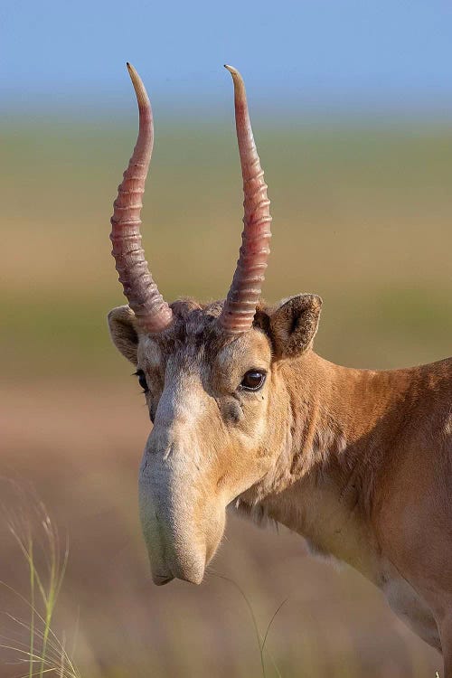 Saiga Adult Male Russia