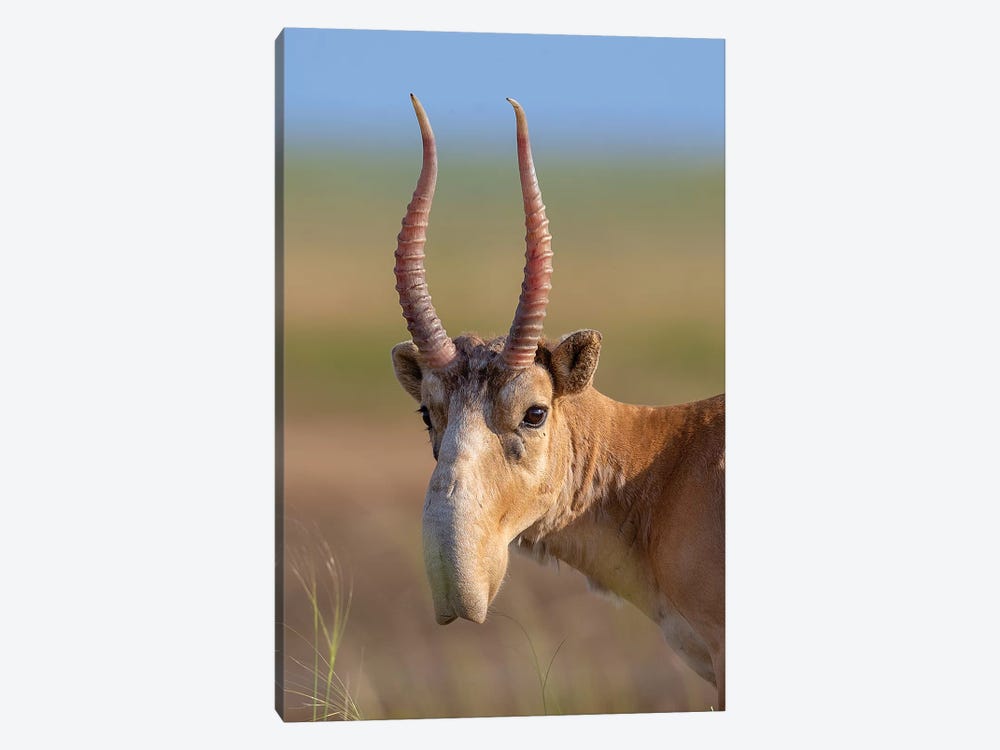 Saiga Adult Male Russia by Mogens Trolle 1-piece Canvas Artwork