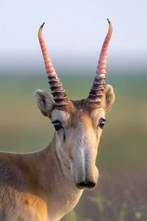 Saiga Young Male Russia