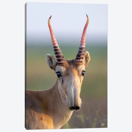 Saiga Young Male Russia Canvas Print #MOG104} by Mogens Trolle Art Print