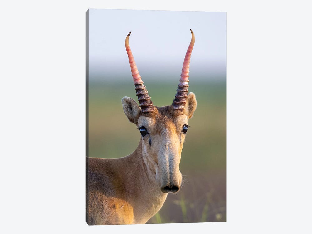 Saiga Young Male Russia by Mogens Trolle 1-piece Canvas Print
