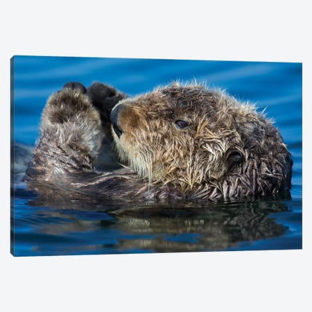 Sea Otter California Canvas Print #MOG105} by Mogens Trolle Canvas Art Print