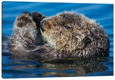 Sea Otter California Canvas Art Print - Otter Art