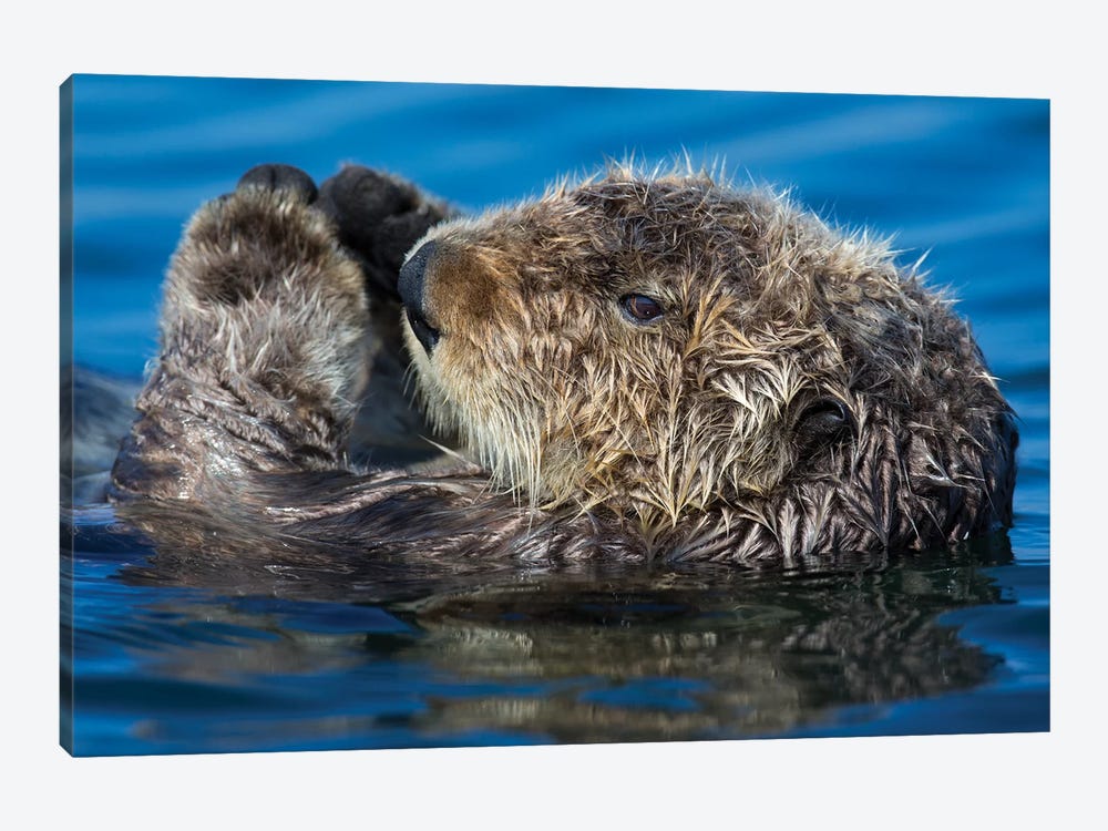 Sea Otter California by Mogens Trolle 1-piece Canvas Artwork