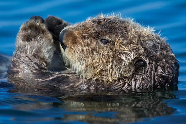 Otters: Sea Otter California by Mogens Trolle