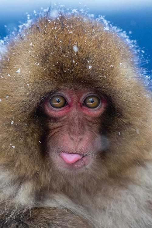 Snow Monkey Catching Snow Japan