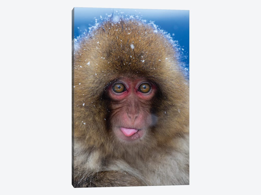 Snow Monkey Catching Snow Japan by Mogens Trolle 1-piece Canvas Print