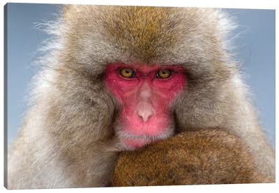 Snow Monkey Eye Contact Japan Canvas Art Print - Primate Art