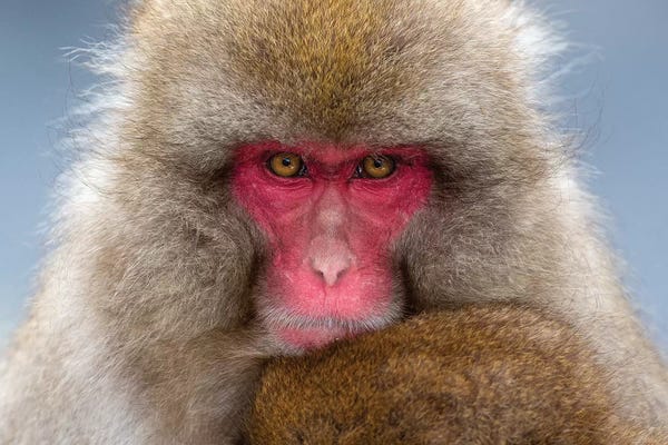 Mogens Trolle: Snow Monkey Eye Contact Japan by Mogens Trolle