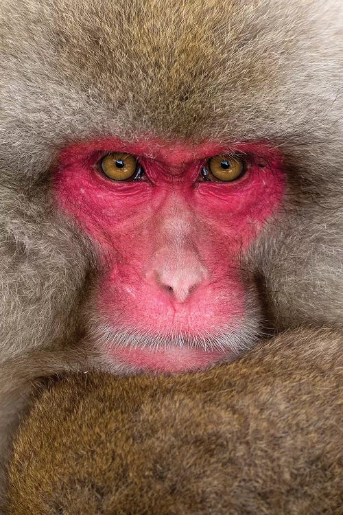 Snow Monkey Eye Contact Japan Vertical by Mogens Trolle wall art