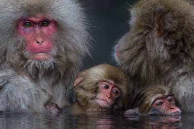 Snow Monkey Familiy In Hotspring by Mogens Trolle acrylic art print