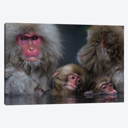 Snow Monkey Familiy In Hotspring Canvas Print #MOG109} by Mogens Trolle Canvas Wall Art