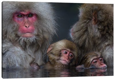 Snow Monkey Familiy In Hotspring Canvas Art Print - Primate Art