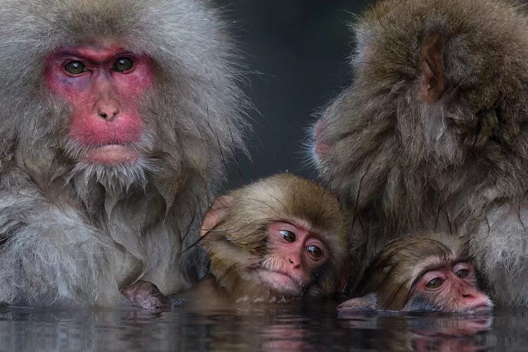 Snow Monkey Familiy In Hotspring