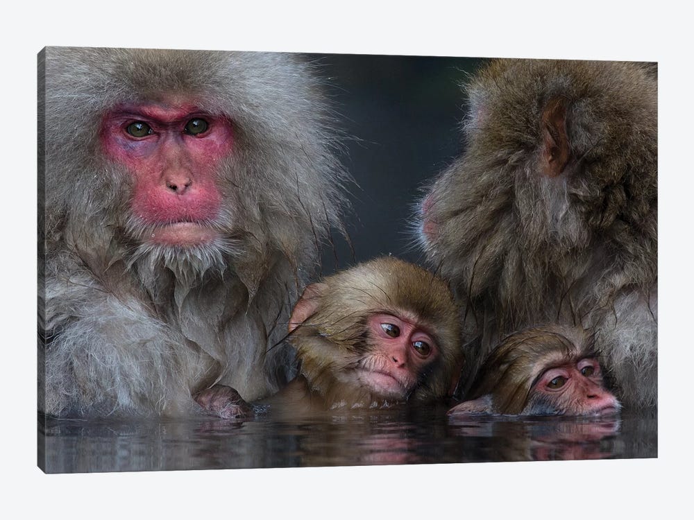 Snow Monkey Familiy In Hotspring by Mogens Trolle 1-piece Canvas Art