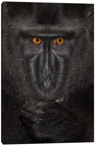 Black Crested Macaque Alpha Close Up Sulawesi Canvas Art Print - Monkey Art