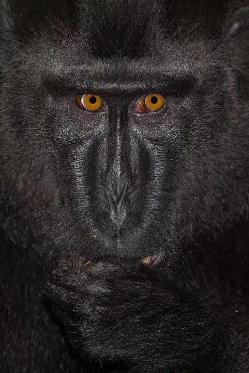 Black Crested Macaque Alpha Close Up Sulawesi