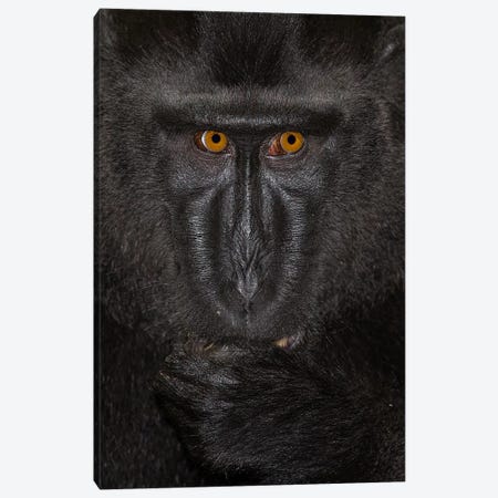 Black Crested Macaque Alpha Close Up Sulawesi Canvas Print #MOG10} by Mogens Trolle Canvas Wall Art