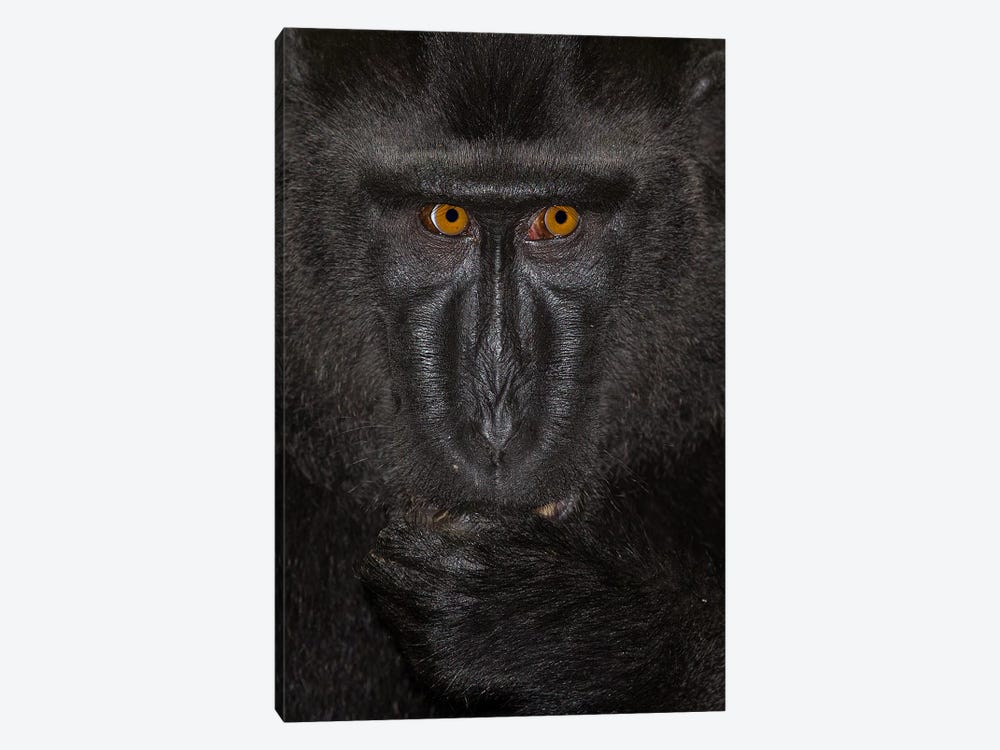 Black Crested Macaque Alpha Close Up Sulawesi by Mogens Trolle 1-piece Canvas Artwork