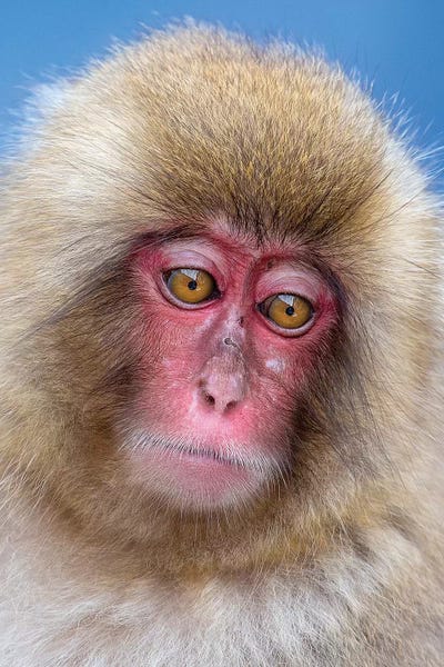 Snow Monkey Juvenile Portrait by Mogens Trolle acrylic art print