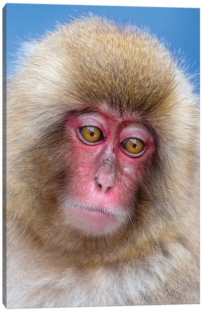 Snow Monkey Juvenile Portrait Canvas Art Print - Primate Art