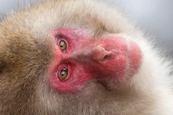 Monkeys: Snow Monkey Looking Back Japan by Mogens Trolle