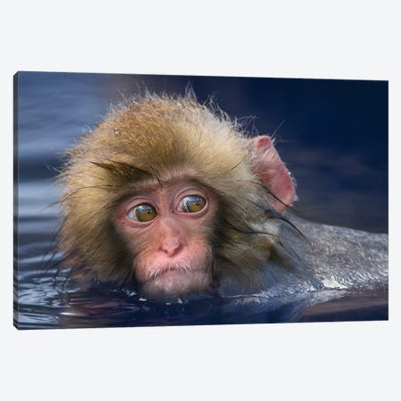 Snow Monkey Youngster In Hotspring Canvas Print #MOG112} by Mogens Trolle Canvas Art Print