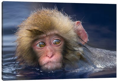 Snow Monkey Youngster In Hotspring Canvas Art Print - Mogens Trolle