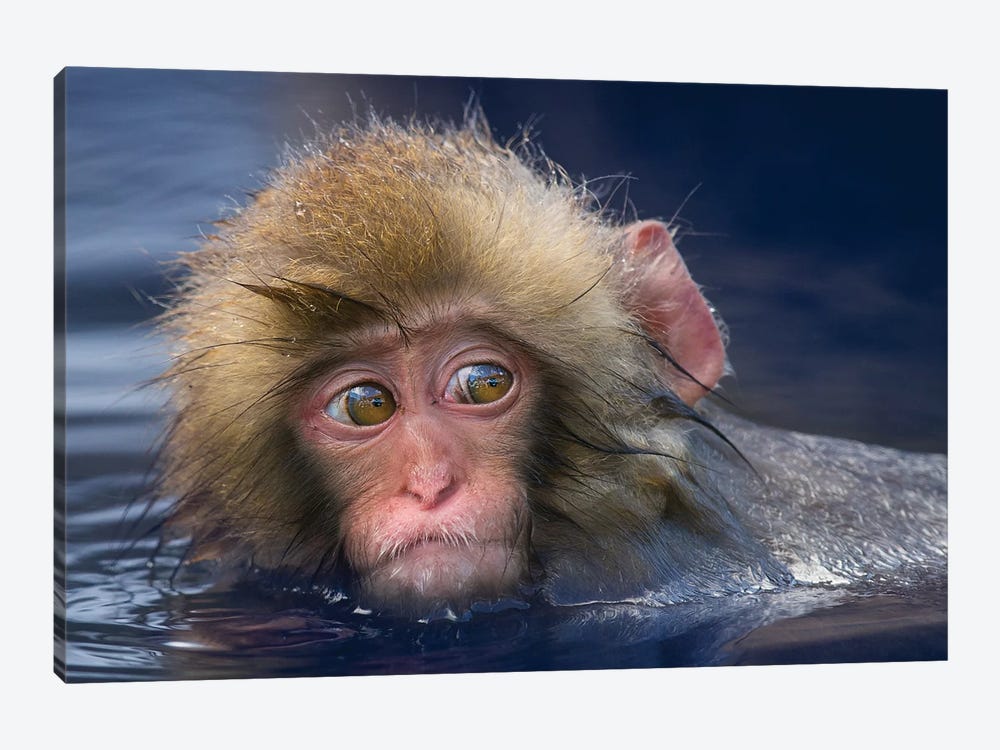 Snow Monkey Youngster In Hotspring by Mogens Trolle 1-piece Canvas Art