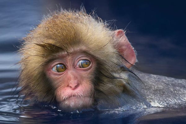 Mogens Trolle: Snow Monkey Youngster In Hotspring by Mogens Trolle