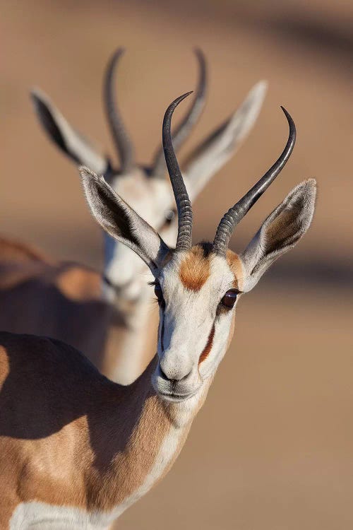 Springbok Synchronicity