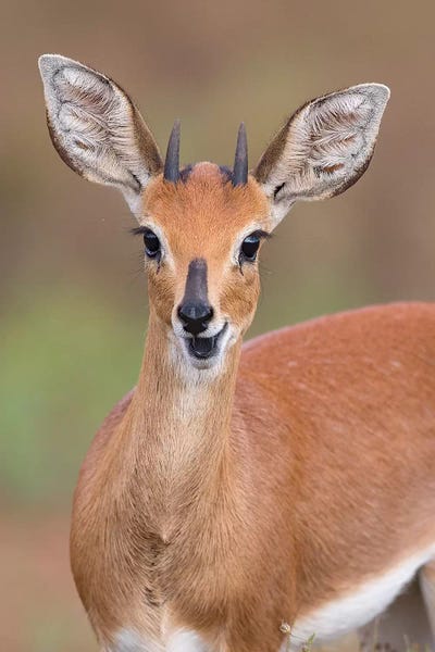 Antelopes: Steenbok by Mogens Trolle
