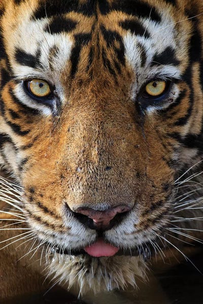 Tiger Eye Contact by Mogens Trolle acrylic art print