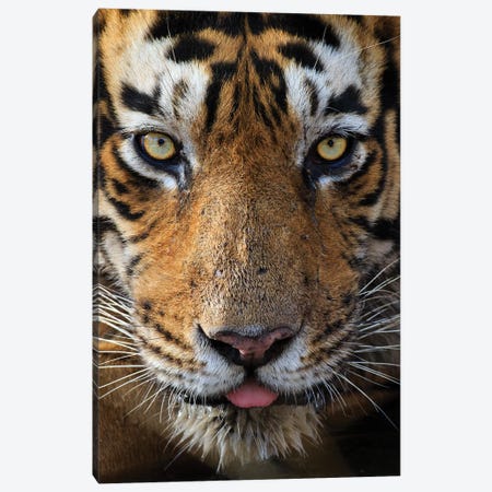 Tiger Eye Contact Canvas Print #MOG115} by Mogens Trolle Canvas Artwork