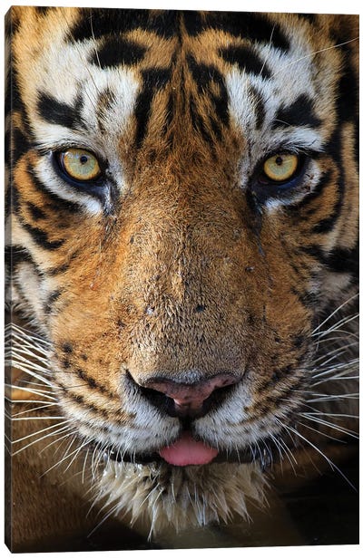 Tiger Eye Contact Canvas Art Print - Mogens Trolle