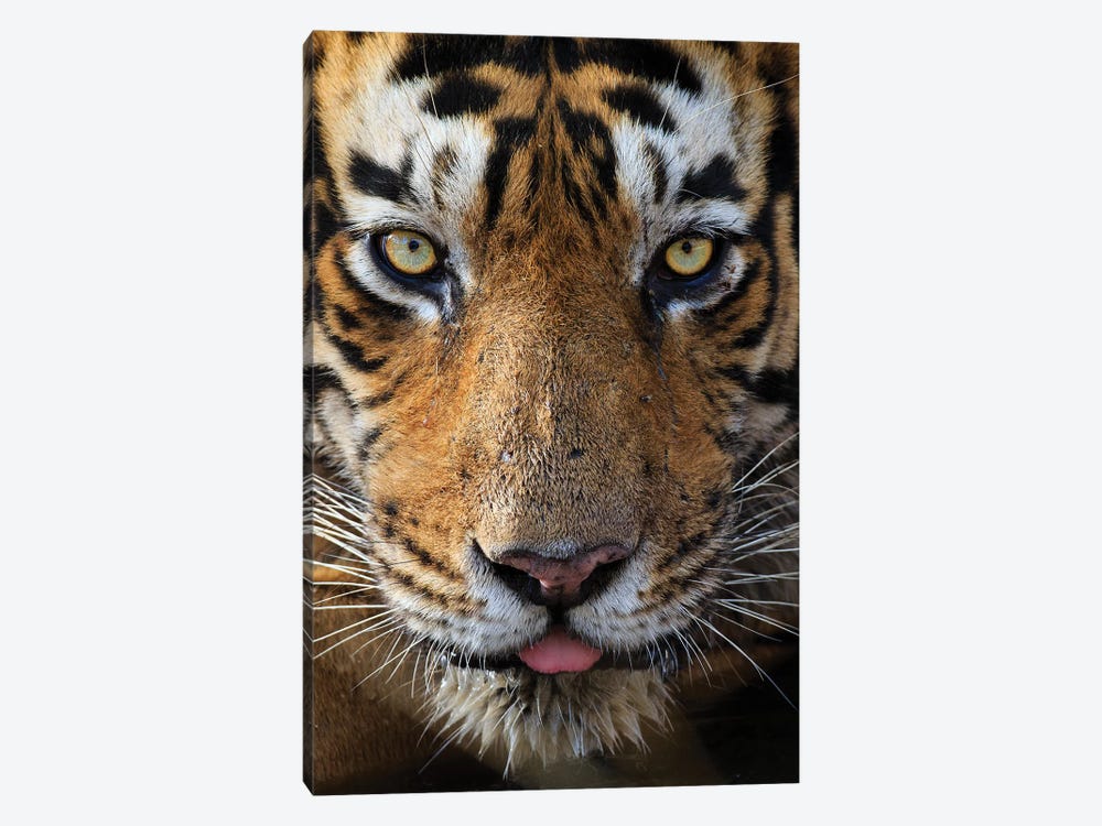 Tiger Eye Contact by Mogens Trolle 1-piece Art Print