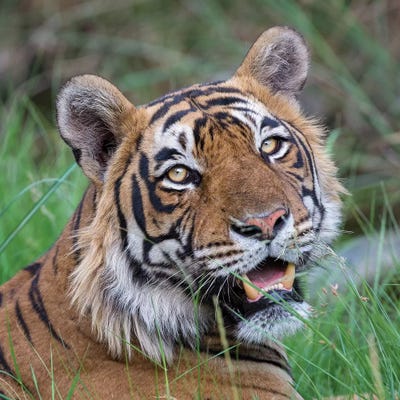 Tiger Male Portrait by Mogens Trolle acrylic art print