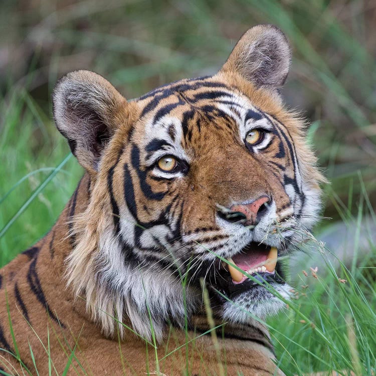 Tiger Male Portrait