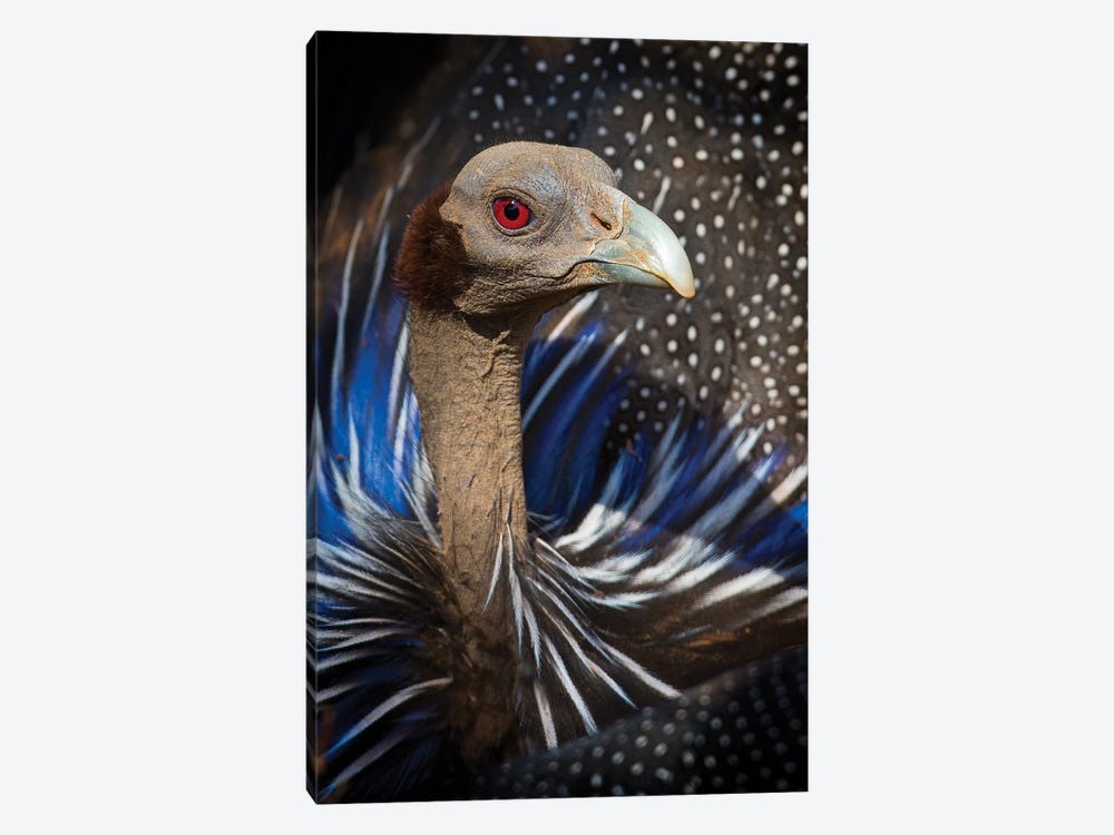 Vulturine Guineafowl Kenya by Mogens Trolle 1-piece Canvas Art