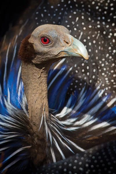 Kenya: Vulturine Guineafowl Kenya by Mogens Trolle
