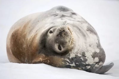 Weddell Seal Antarctica Canvas Print By Mogens Trolle | ICanvas