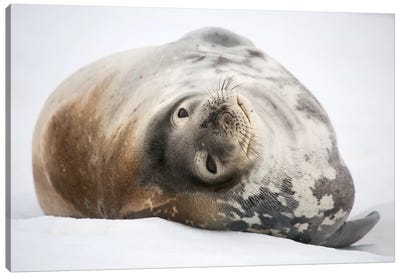 Weddell Seal Antarctica Canvas Art Print