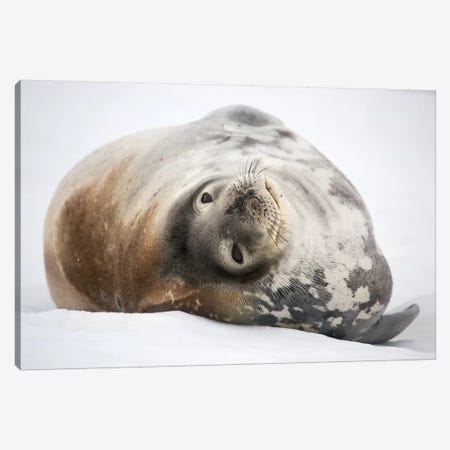 Weddell Seal Antarctica Canvas Print #MOG119} by Mogens Trolle Art Print