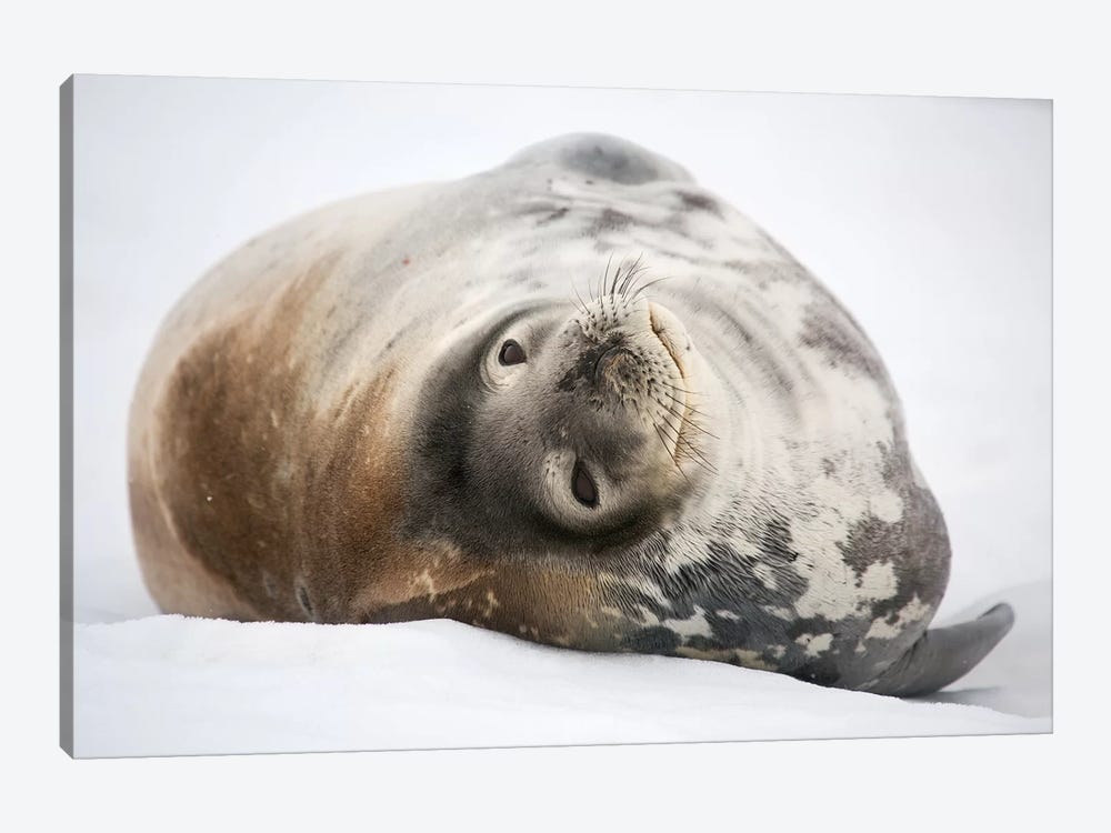 Weddell Seal Antarctica by Mogens Trolle 1-piece Art Print