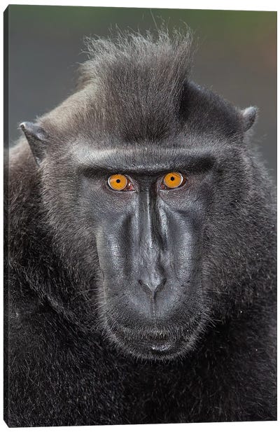 Black Crested Macaque Alpha Eye Contact Canvas Art Print - Monkey Art