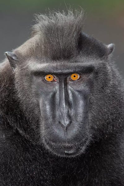 Mogens Trolle: Black Crested Macaque Alpha Eye Contact by Mogens Trolle