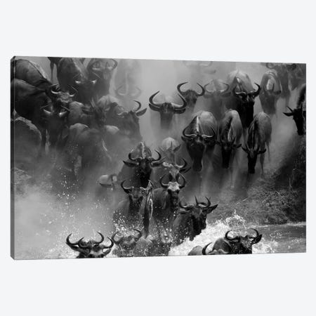 Wildebeest Crossing Canvas Print #MOG120} by Mogens Trolle Canvas Wall Art